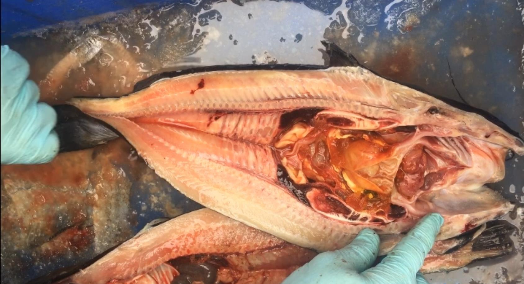 鮰魚開背機(jī)----鮰魚開背實拍視頻